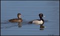 _6SB9642 ring-necked duck pair